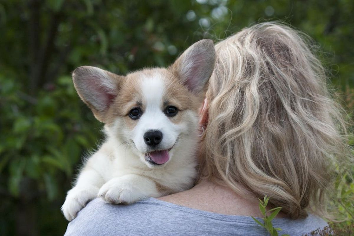 person holding corgi over shoulder