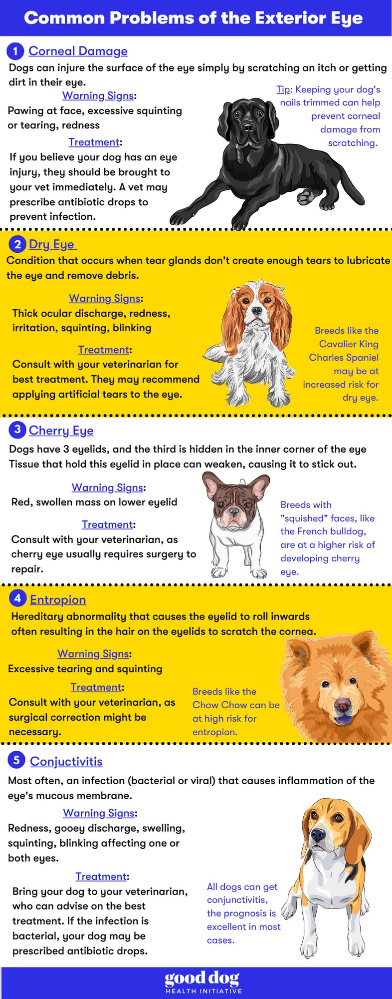 Common problems of the exterior eye infographic