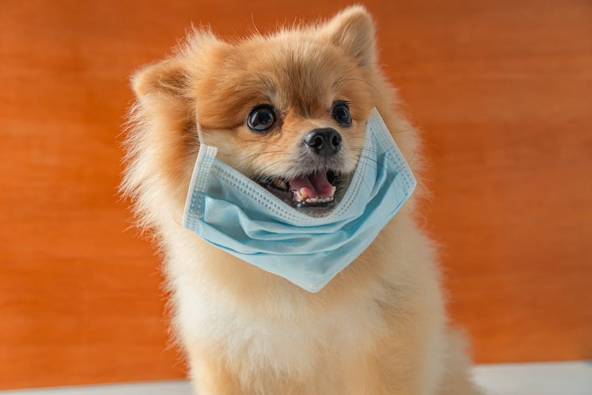 Smiling Pomeranian small dog comically wearing a surgical mask comically placed under the chin