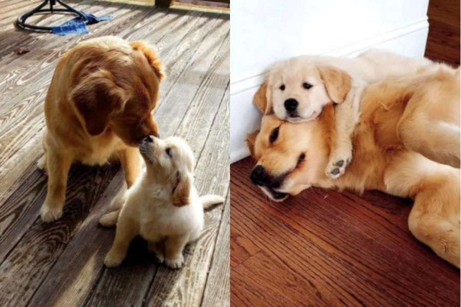 Golden retriever two adult dogs with two puppies nuzzling and cuddling