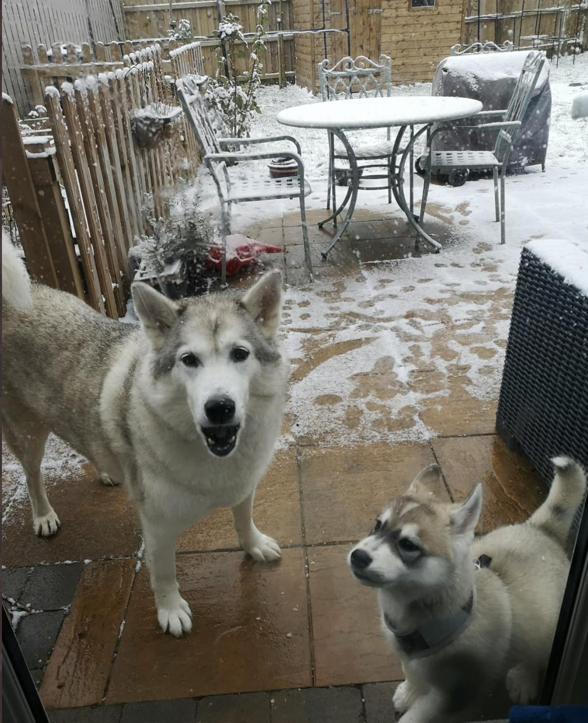 Two huskies in the snow