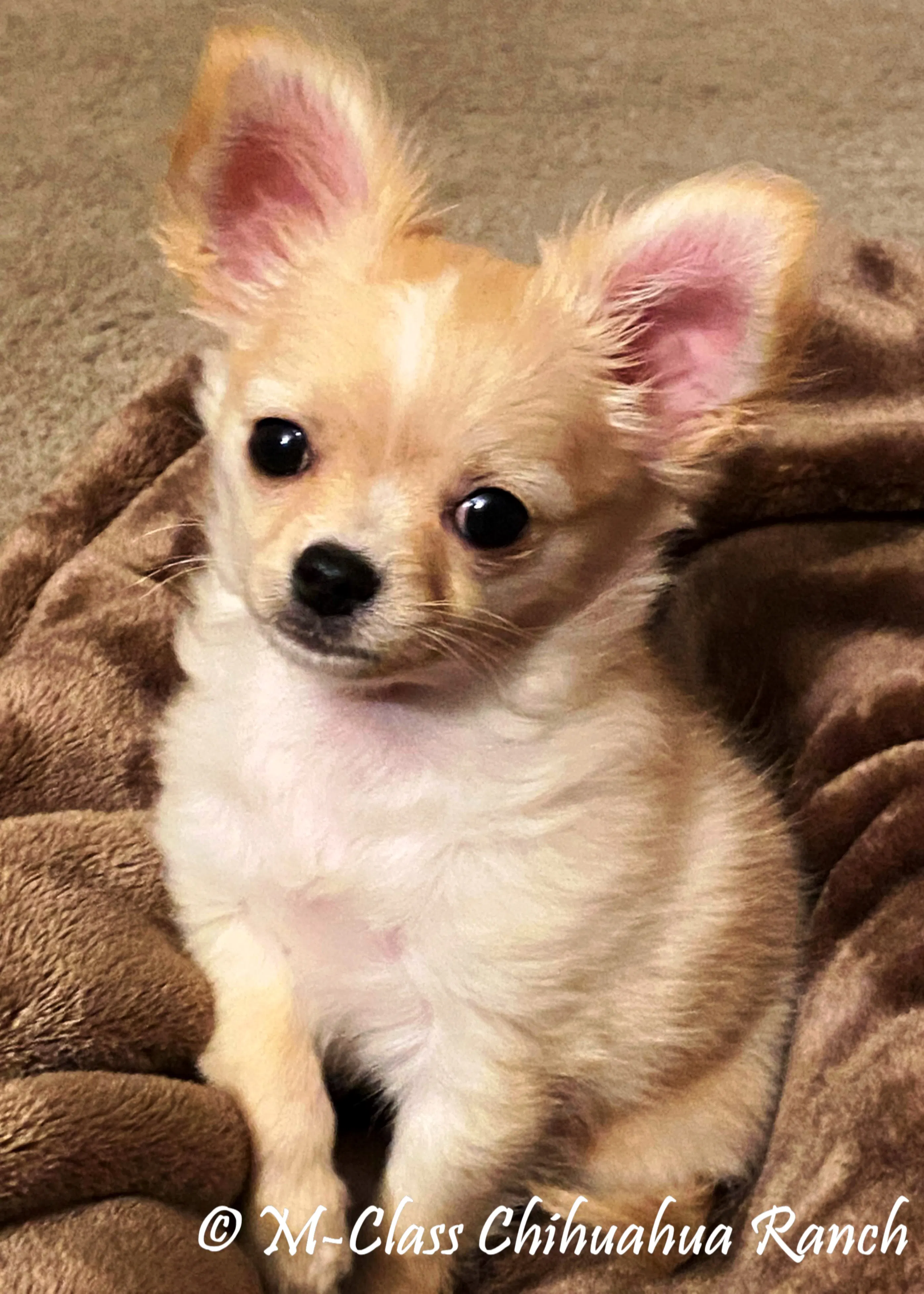 Chihuahua puppy