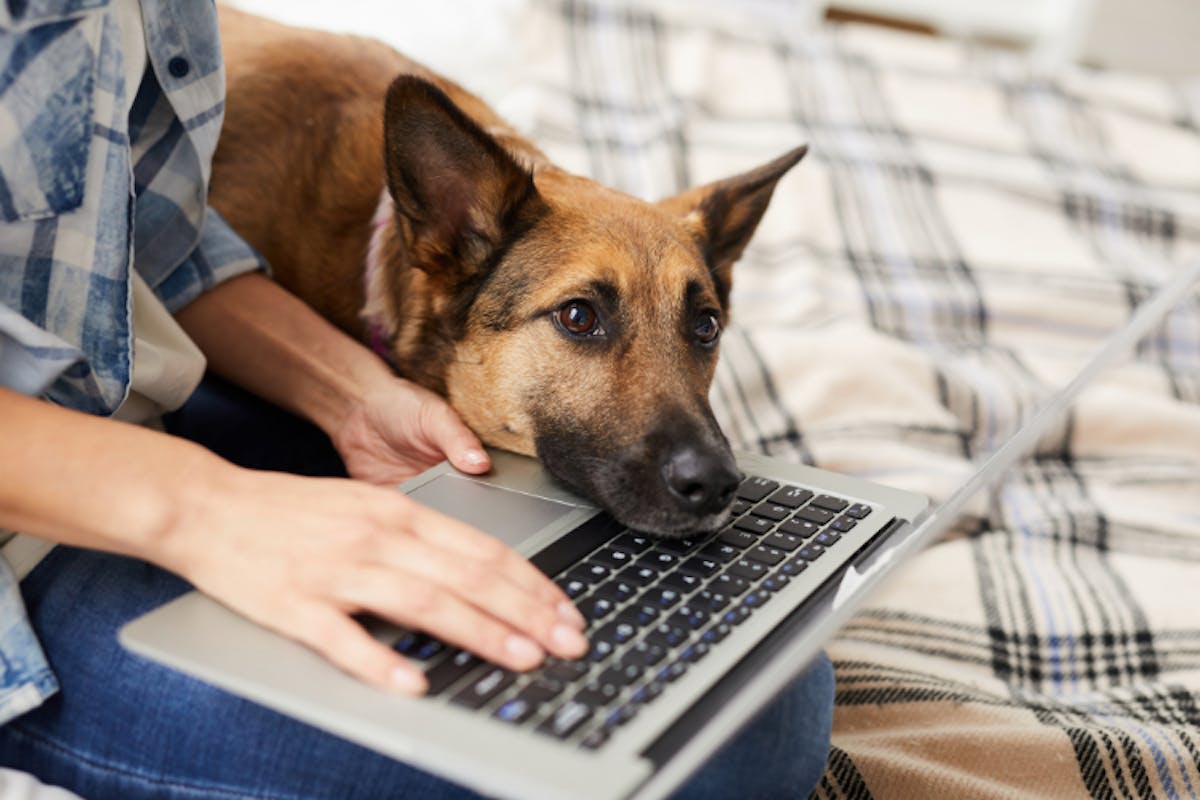A dog resting its head on a laptop