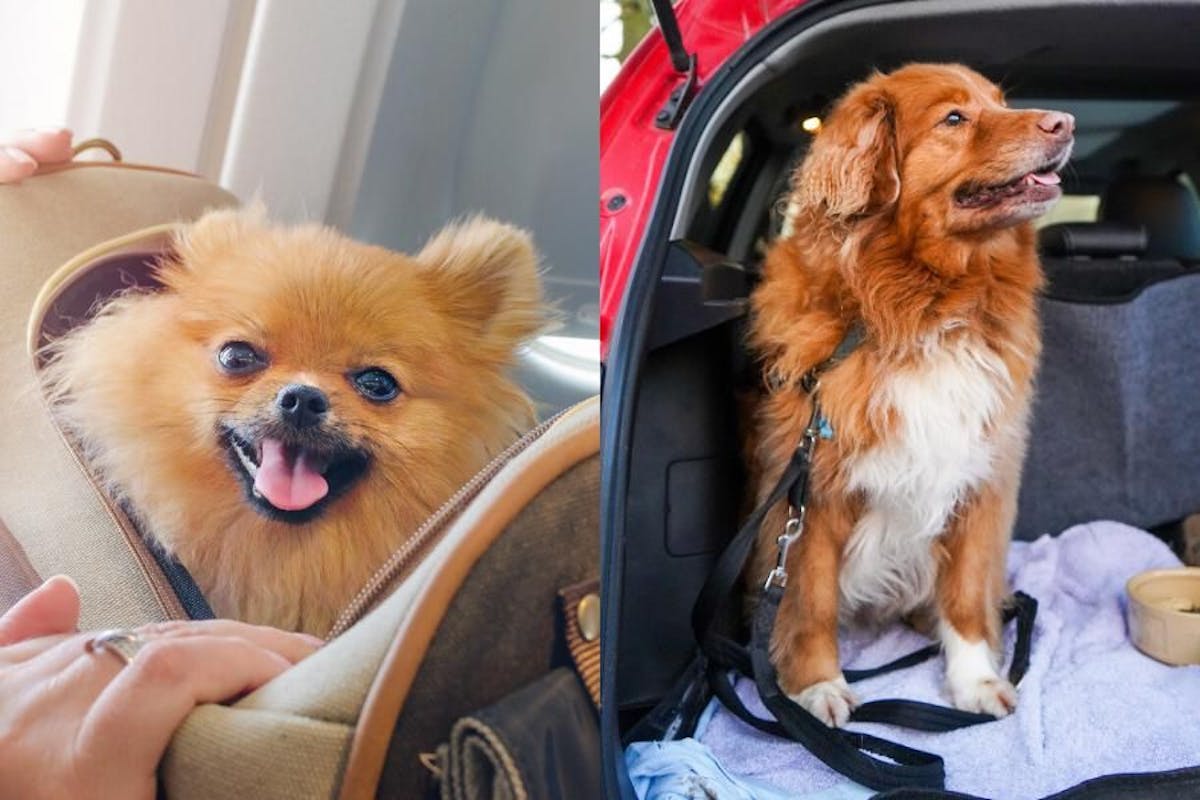 Left, dog popping out of travel case, Right dog sitting in back of car