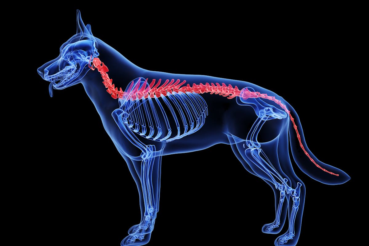 A graphical depiction of a dog's spine
