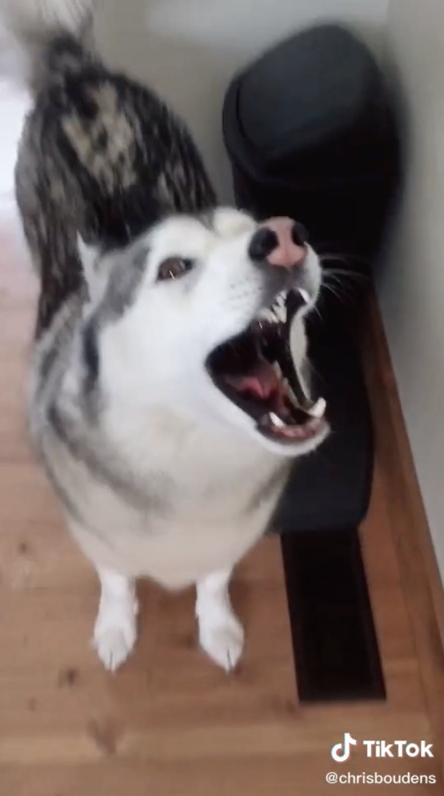 Husky yelling