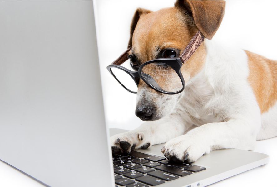 A dog wearing glasses looking at a computer