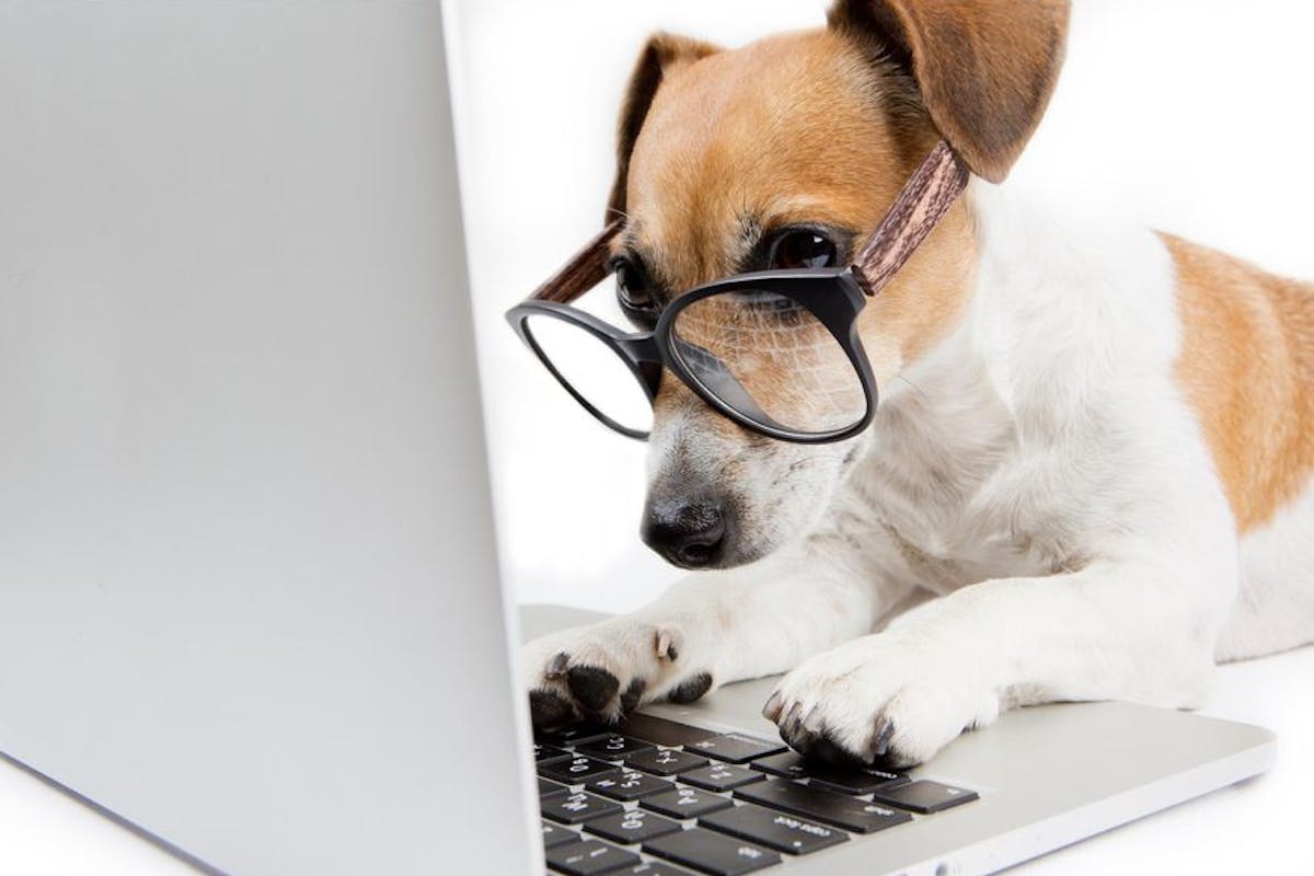 A dog wearing glasses looking at a computer