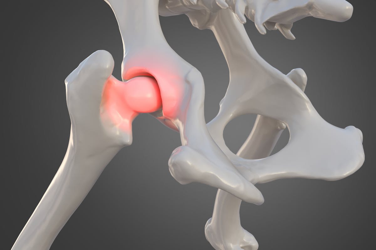 An image of a dog's hip socket