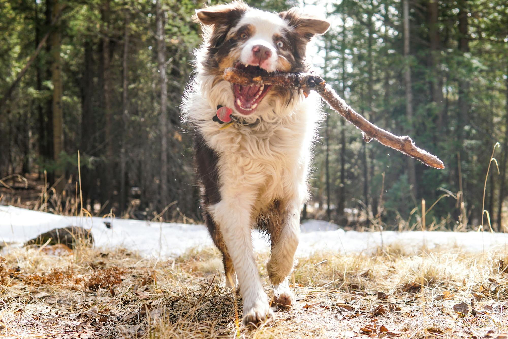 An Aussie running towards the camera with a stick in his mouth