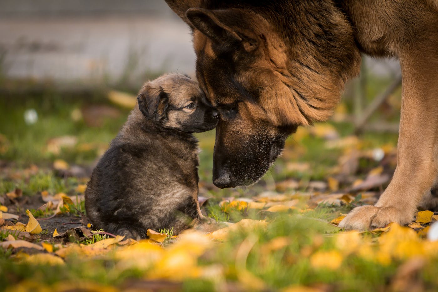 parent dog nuzzling puppy