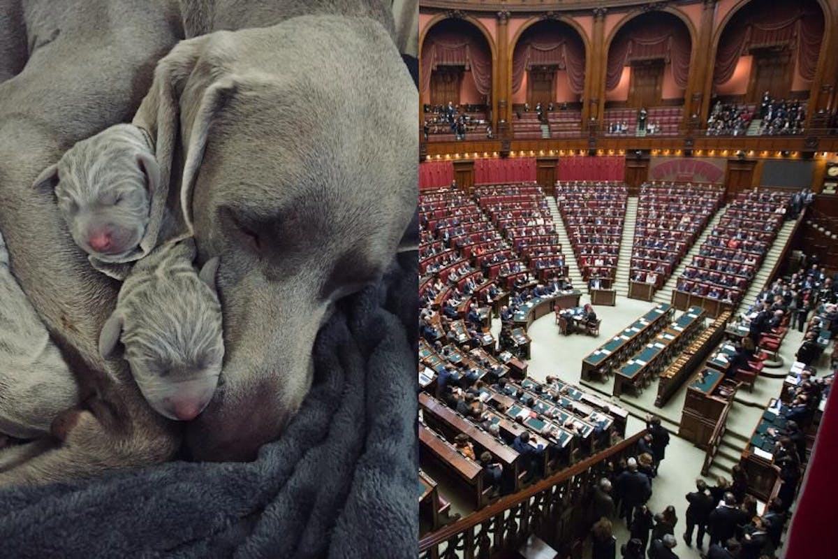 photo of parent dog cuddling puppies on left side with photo of capitol building on right side