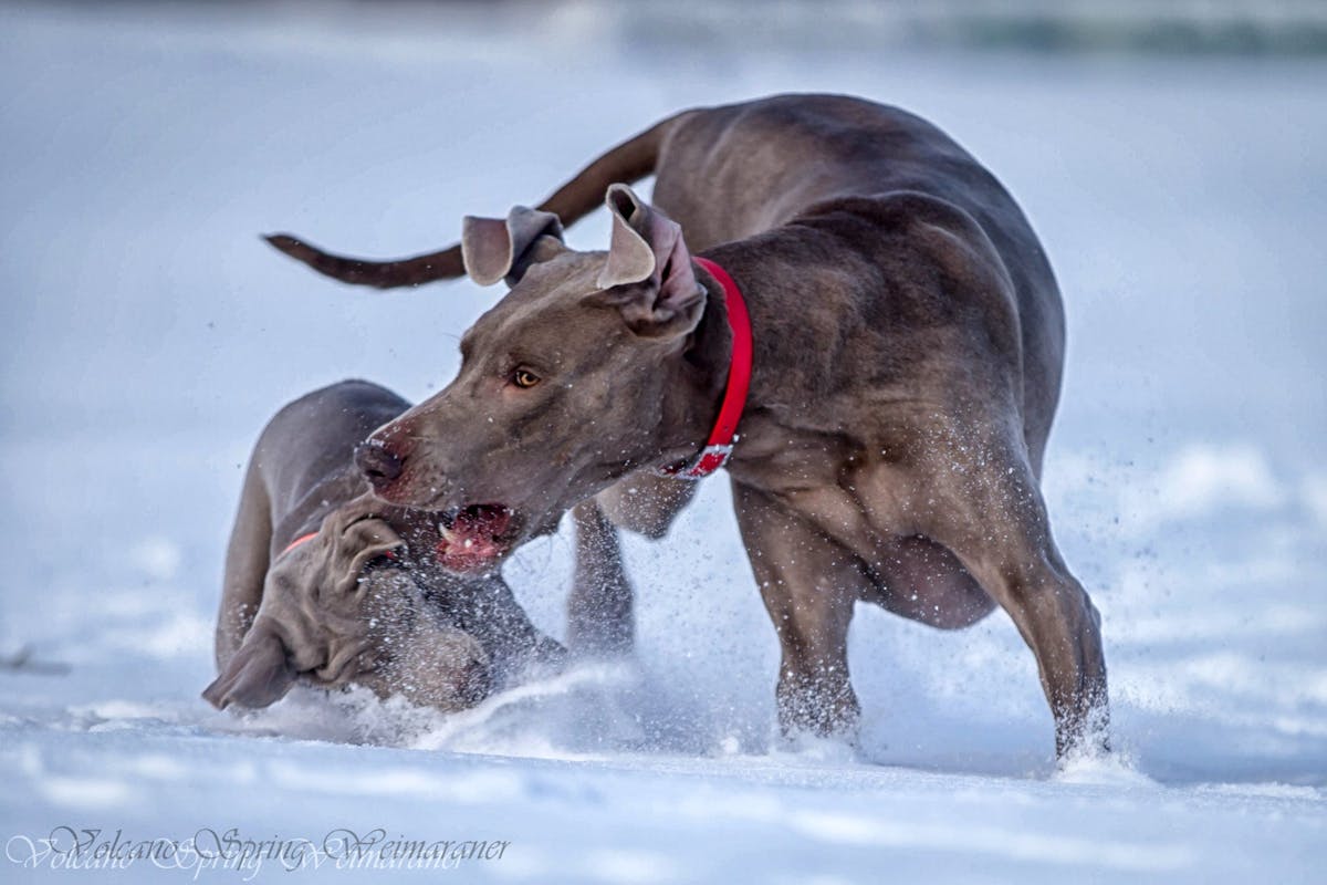 Two dogs playing in snow