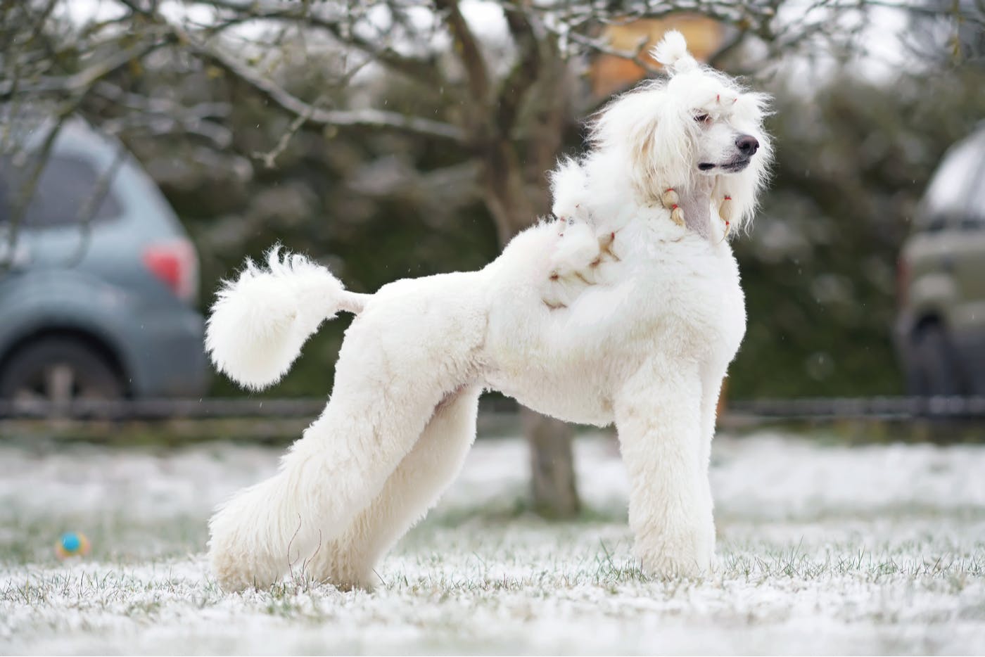 poodle standing proudly in a snow-covered field