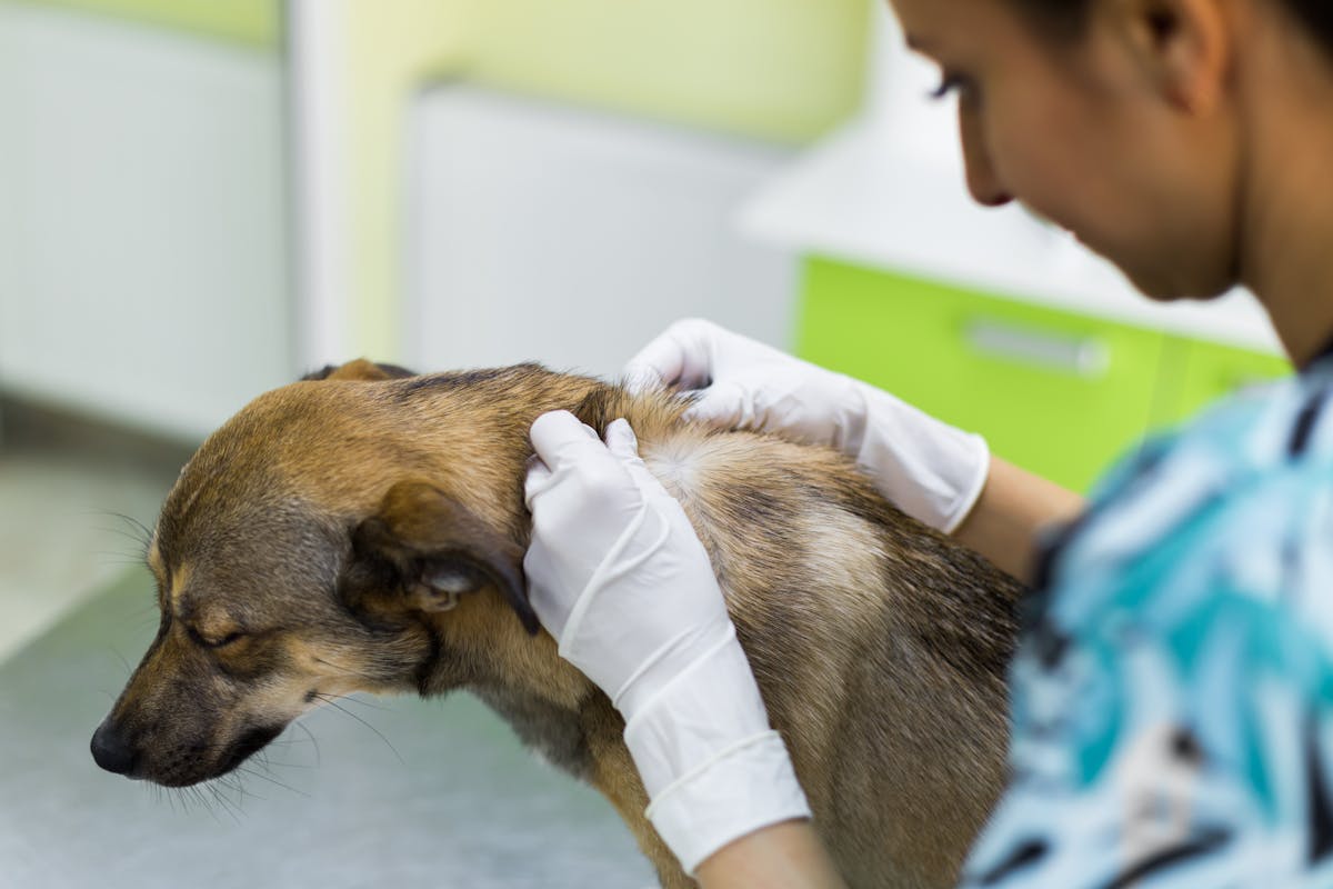 A veterinarian examining a dog's skin