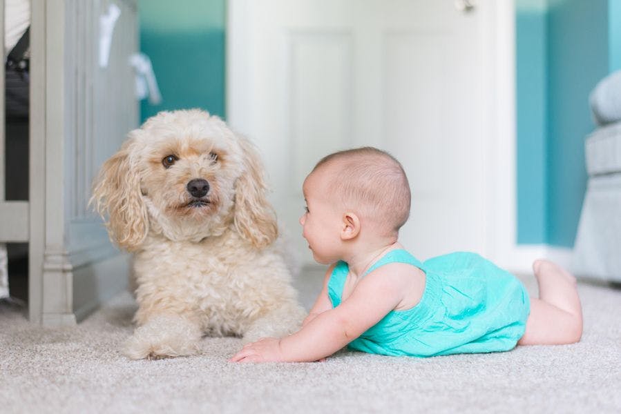 Baby in teal outfit on carpet with creme colored fluffy dog