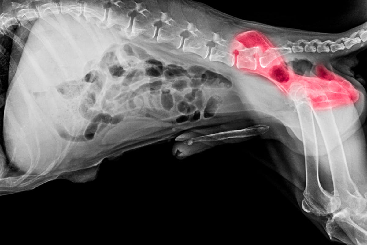An x-ray of a dog with hip dysplasia
