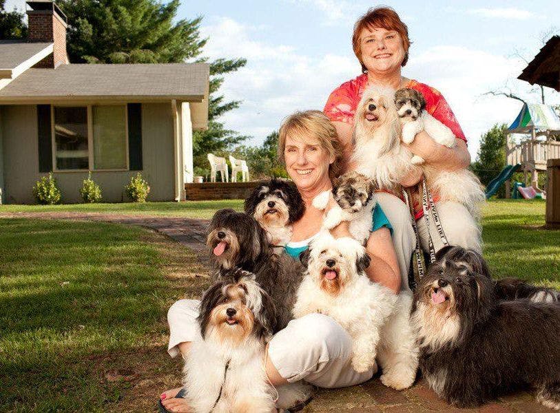 Ann Ingram, WyHaven Havanese