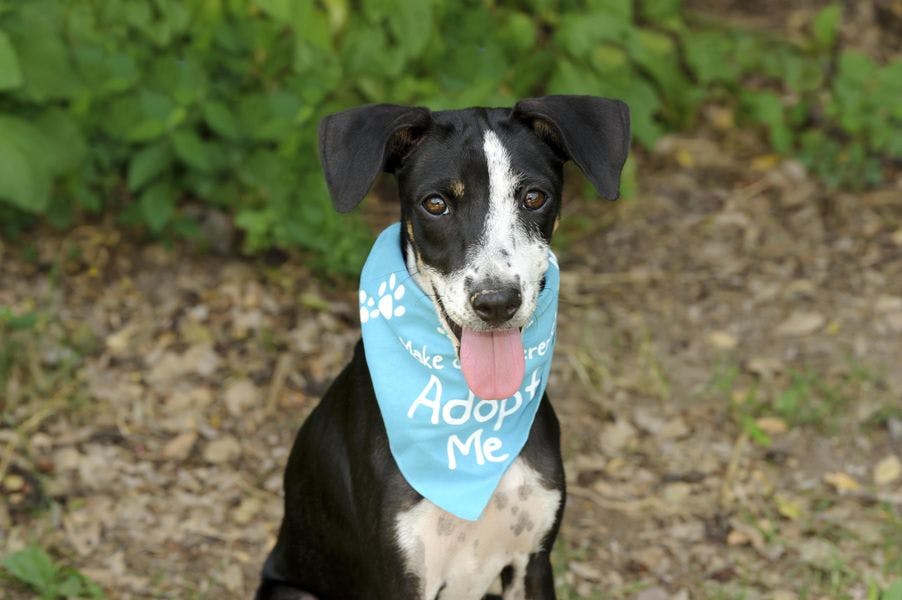 Smiling dog with tongue out wearing an adopt me bandana