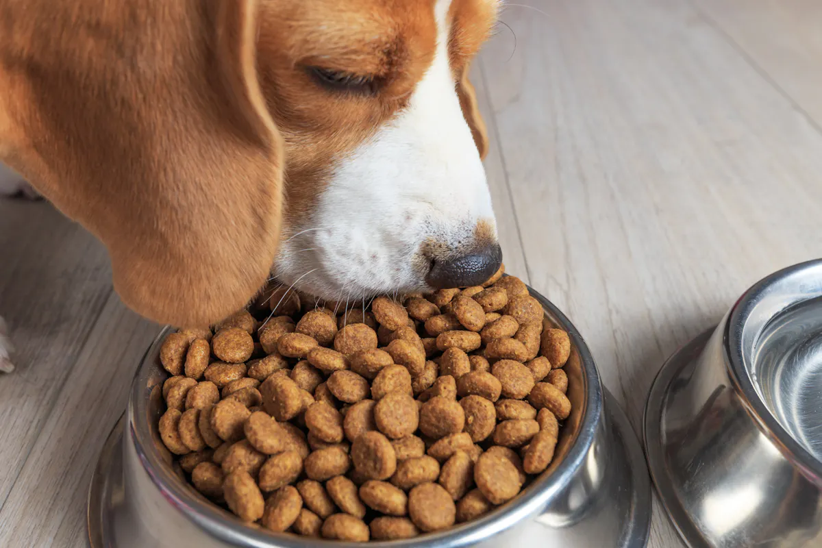 Dog eating kibble.