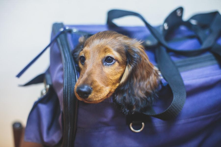 dog popping its head out of a carrier bag