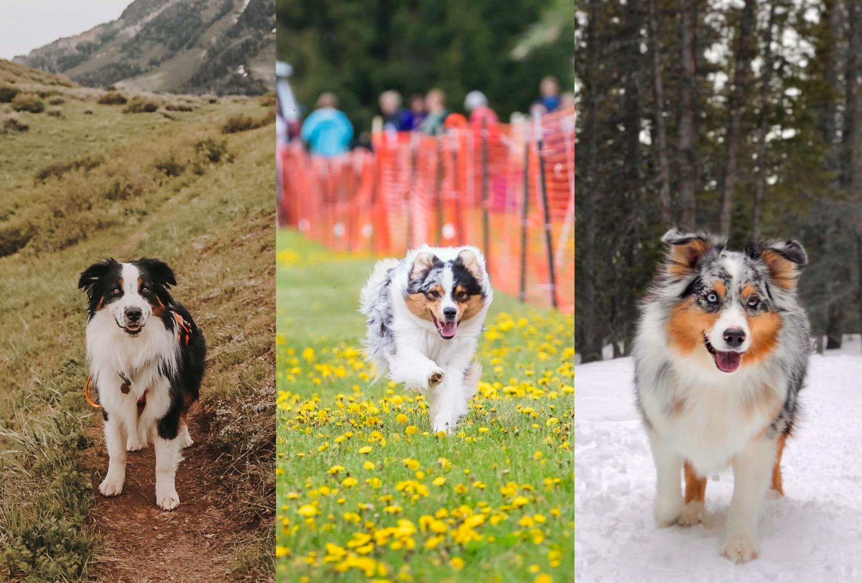 Three Aussies: One on a trail, one running on grass, and one in the snow.