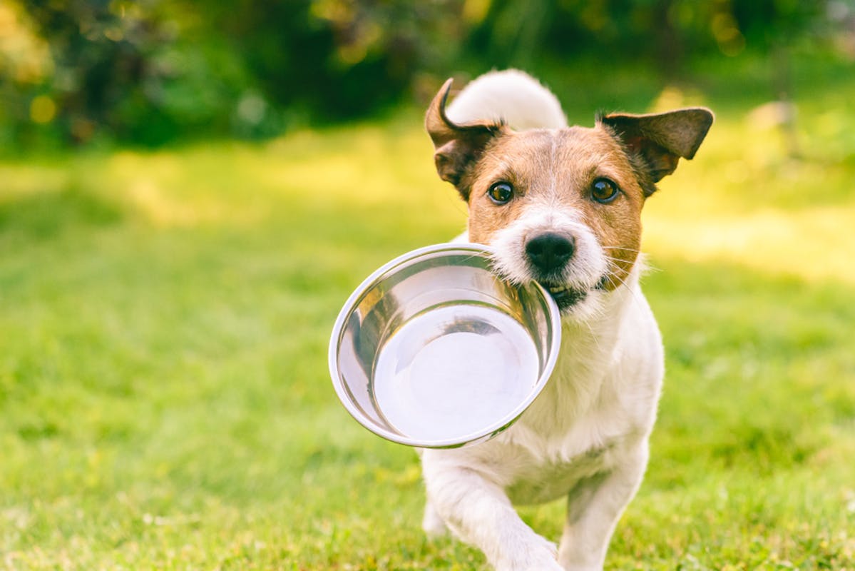 Dog carrying empty food bowl