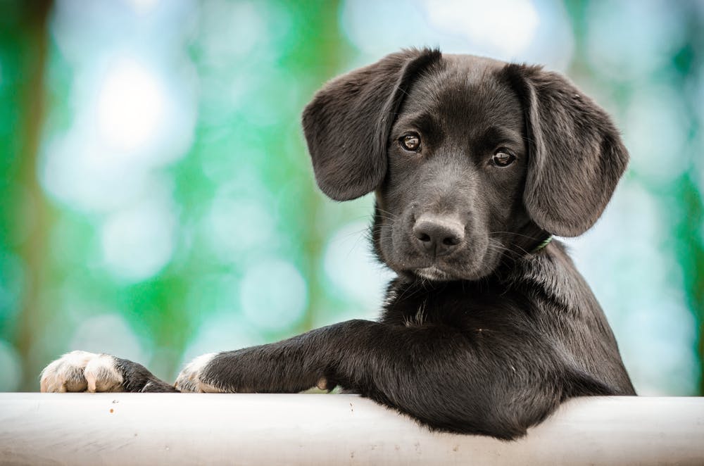 is cryptorchidism in dogs genetic