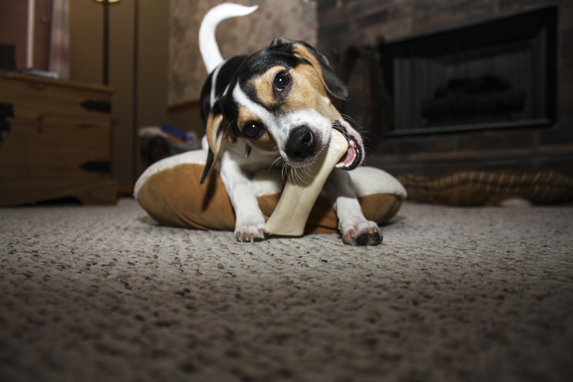 Dog chewing on bone