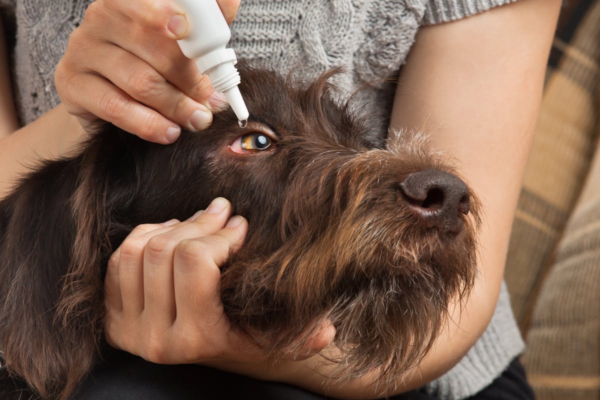 A dog receiving an eyedrop