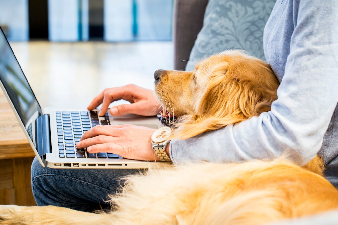 person using laptop with arm around golden retriever