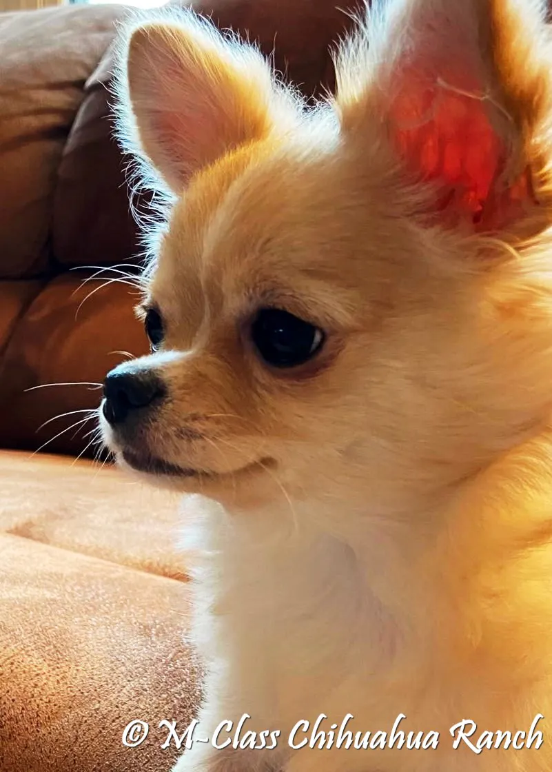 Adult Chihuahua dog