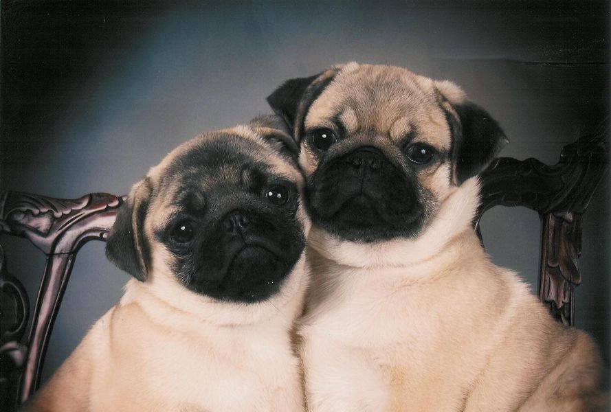 portrait of two pugs with their heads side to side looking forward