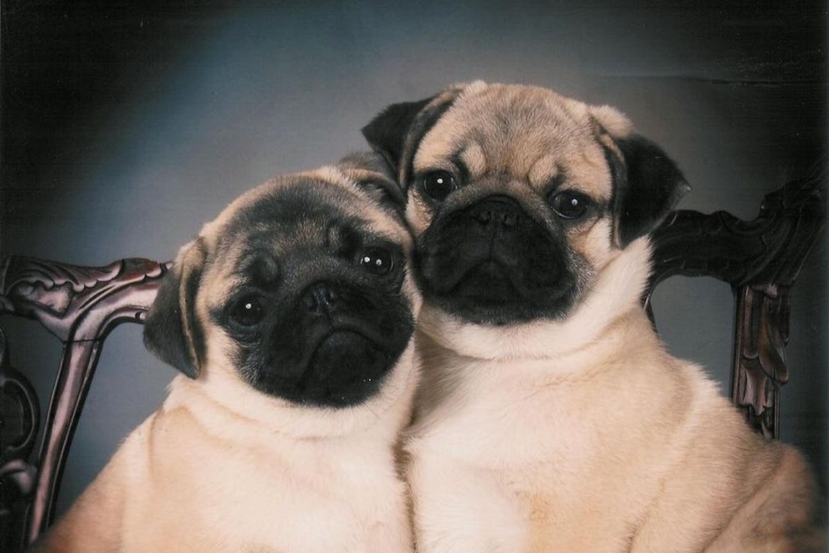 portrait of two pugs with their heads side to side looking forward