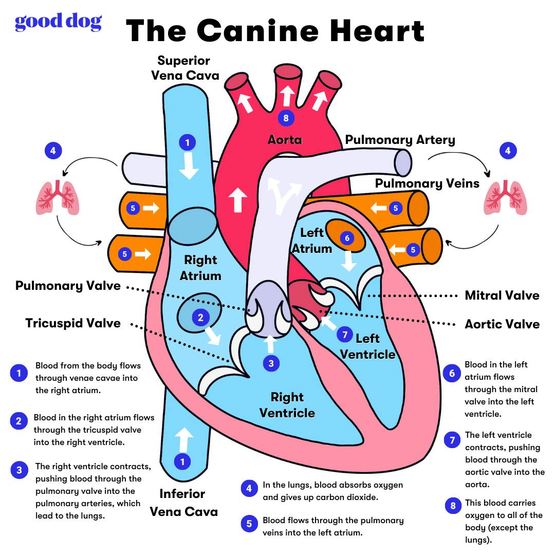 Dog Heart Diagram