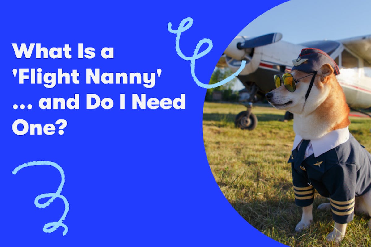 dog flying airport flight nanny