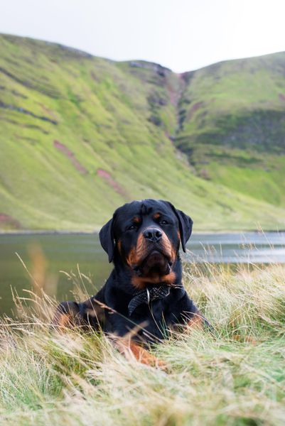 Dog resting in tall grass with green hills behind