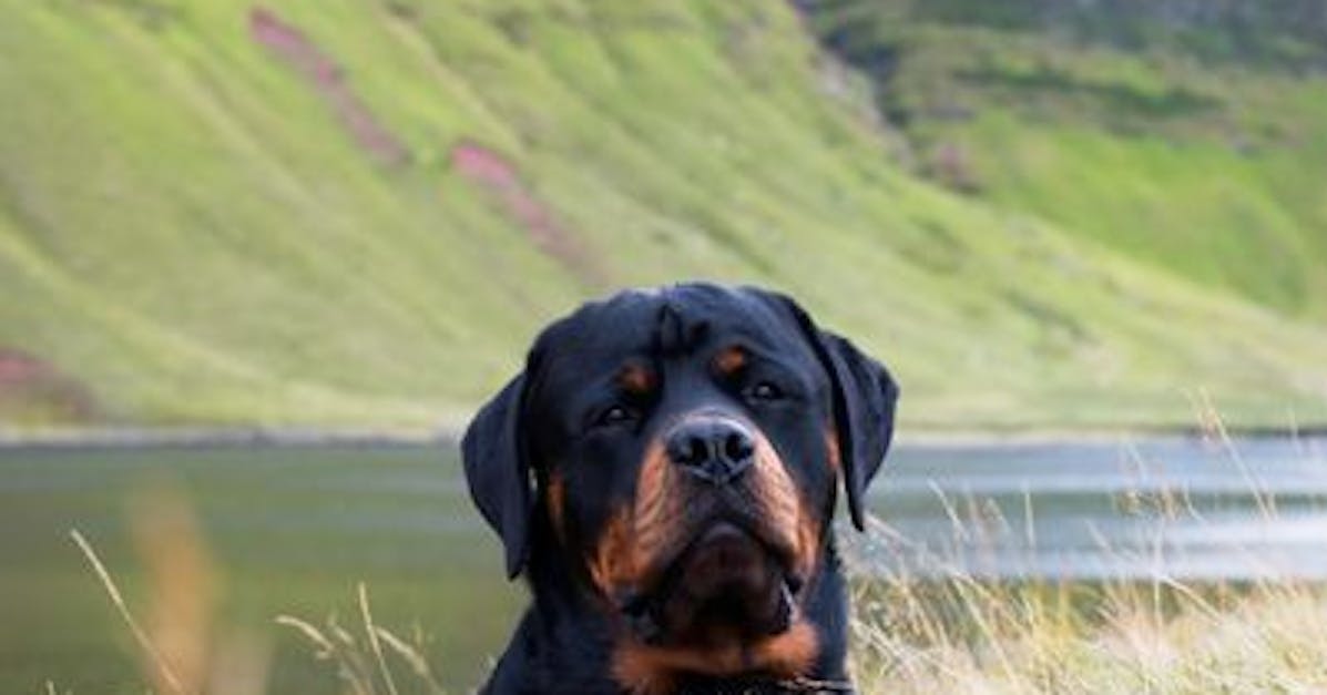 Dog resting in tall grass with green hills behind