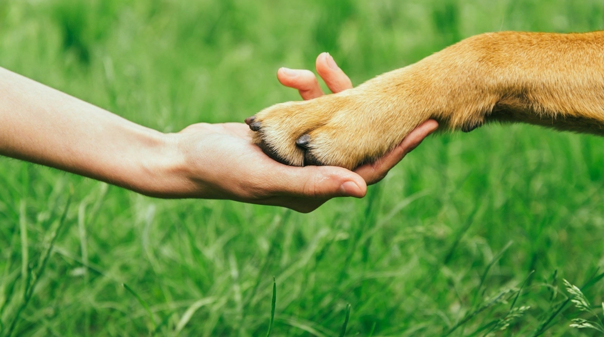A hand holding a dog's paw