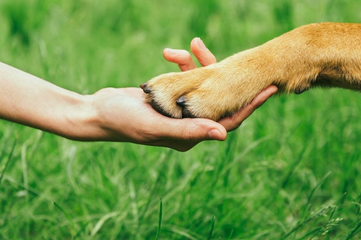A hand holding a dog's paw