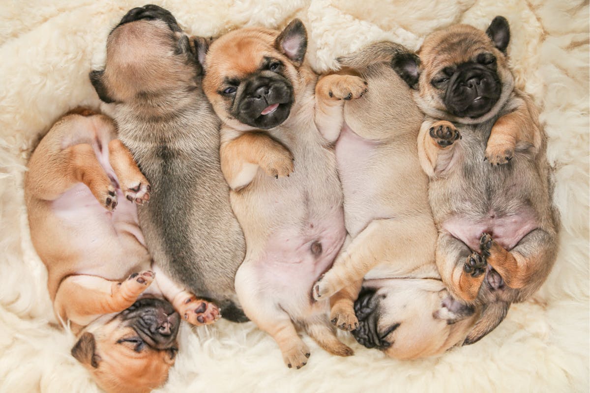 Five puppies laying down