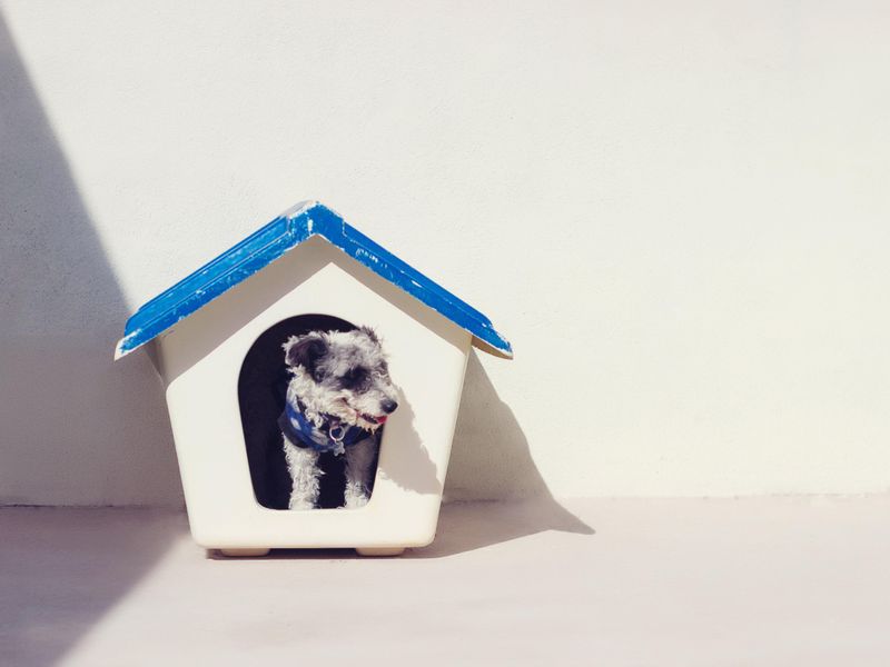 Dog in doghouse with blue roof