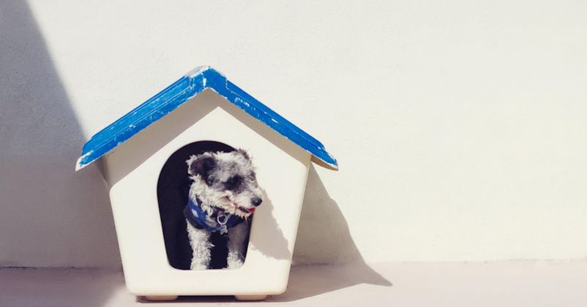 Dog in doghouse with blue roof
