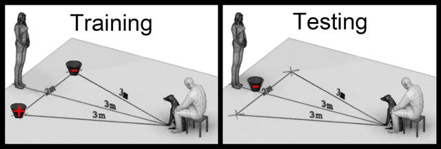 Training vs Testing graphic. Showing training dogs to a preferred option with two handlers releasing dog to prefer a bucket, vs Testing showing two handlers releasing dog to go to a previously trained bucket.