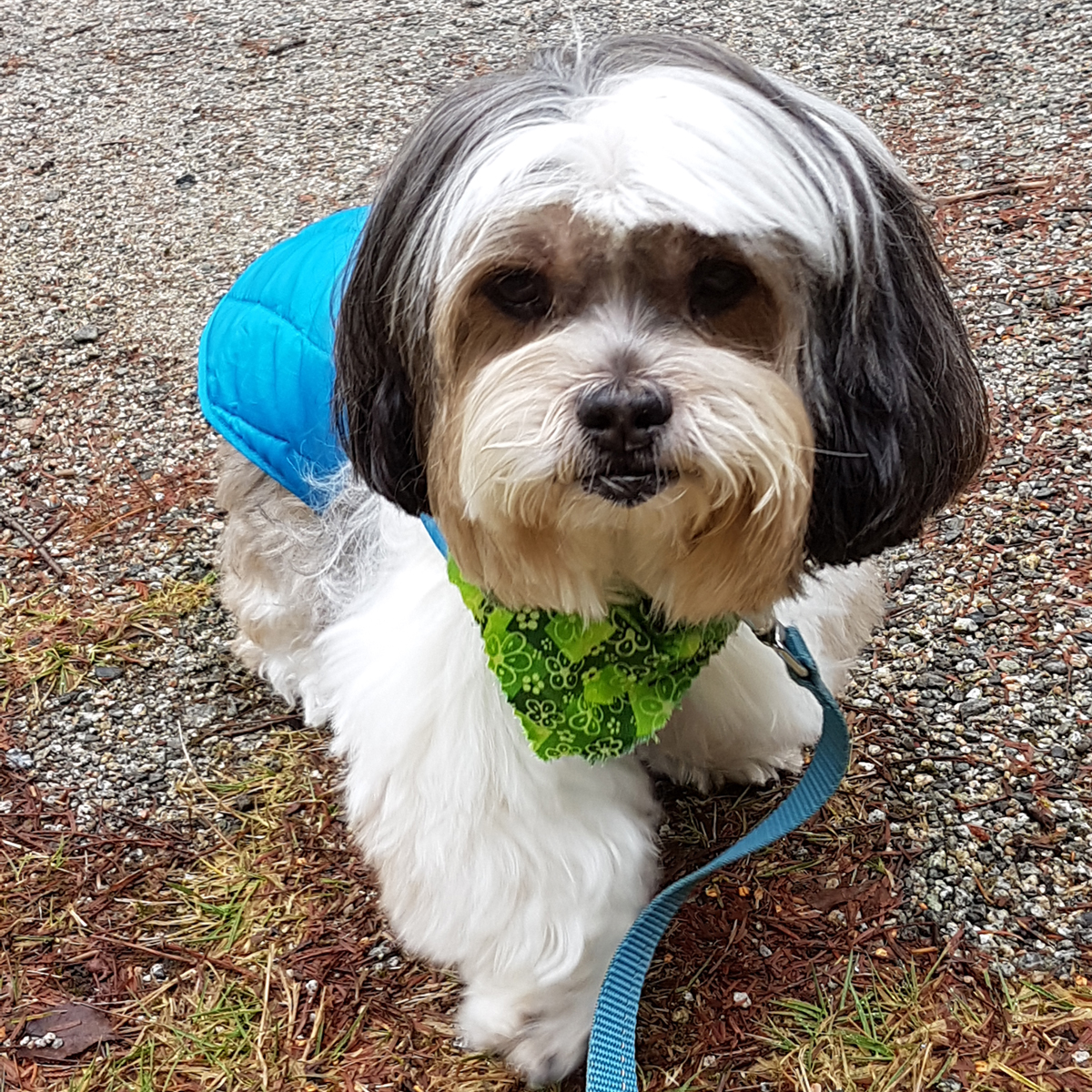 Zazie's Shih Tzu, Pepper, poses in a green bandana 