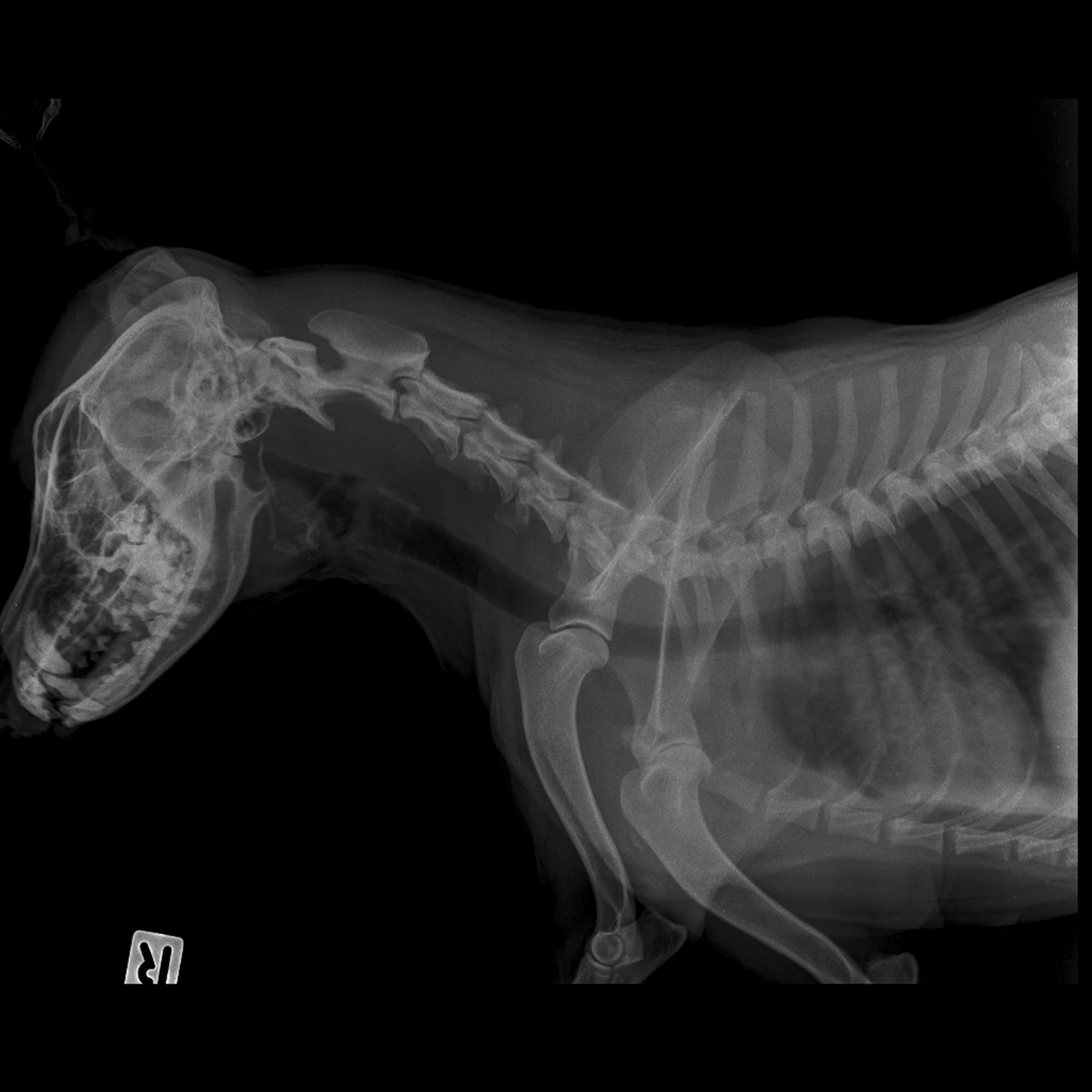 An x-ray of a dog's tracheal region