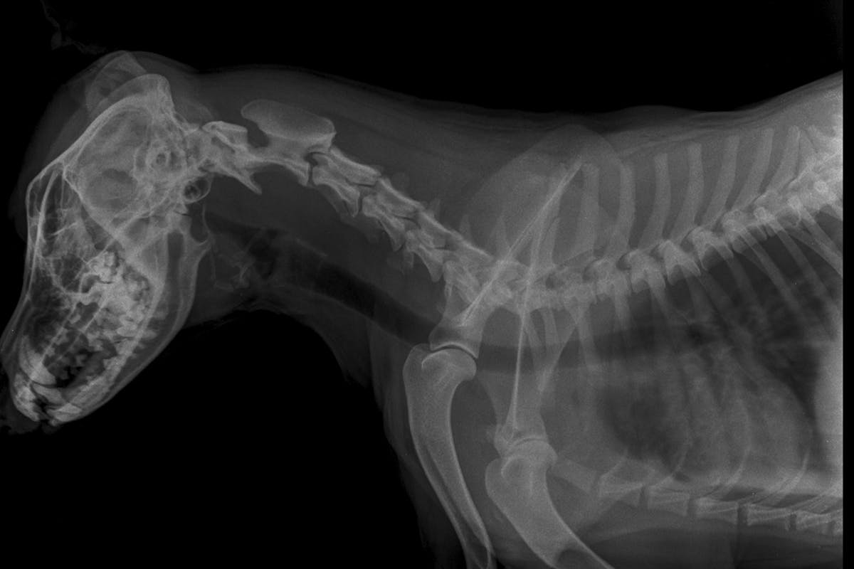 An x-ray of a dog's tracheal region