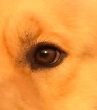 Close up of the eye of a golden retriever