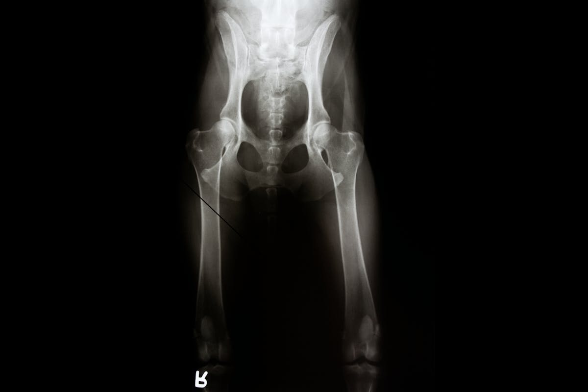 An x-ray of a dog's hips