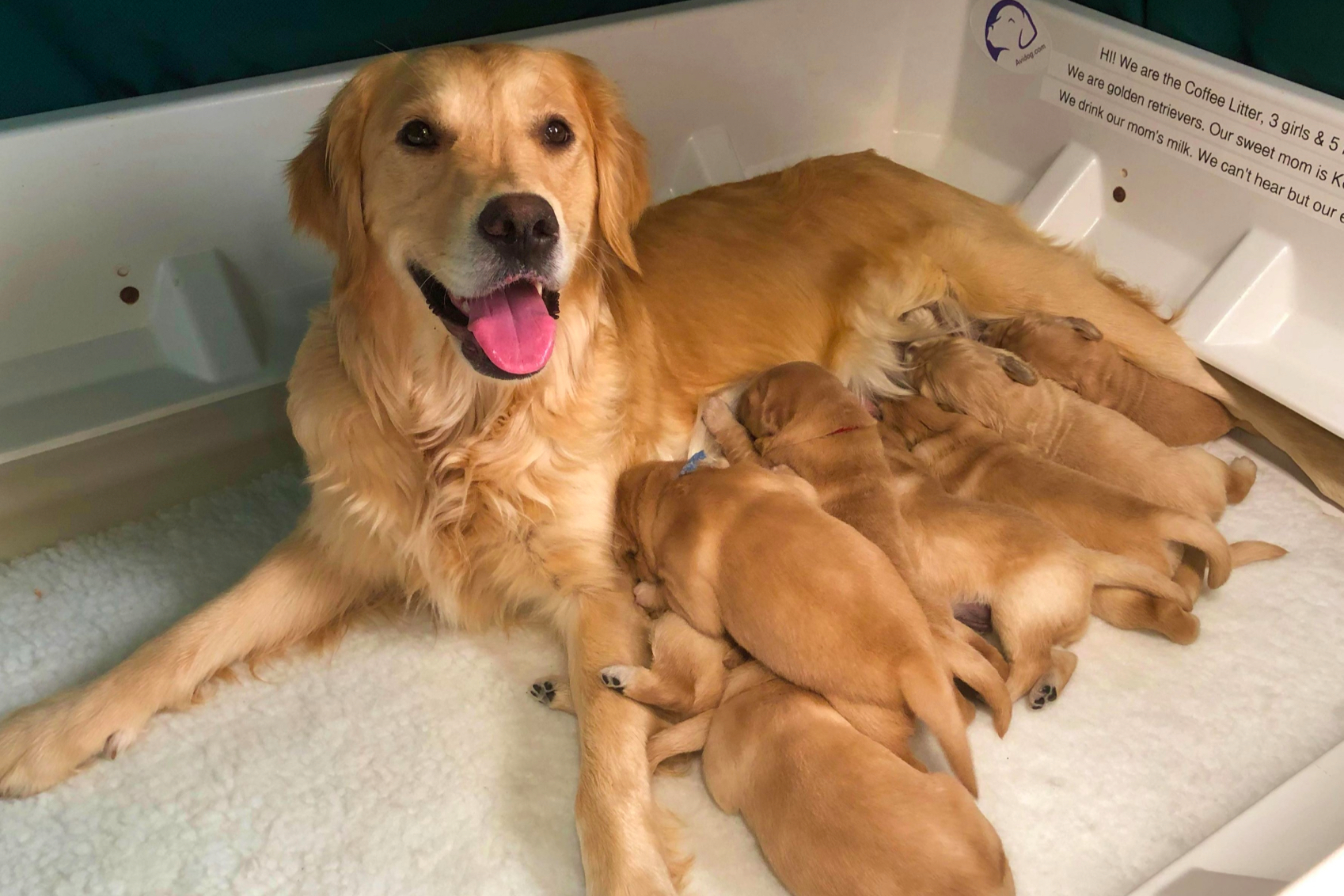 Golden Retriever and her pups in the whelping box from Gaylan's Golden Retrievers